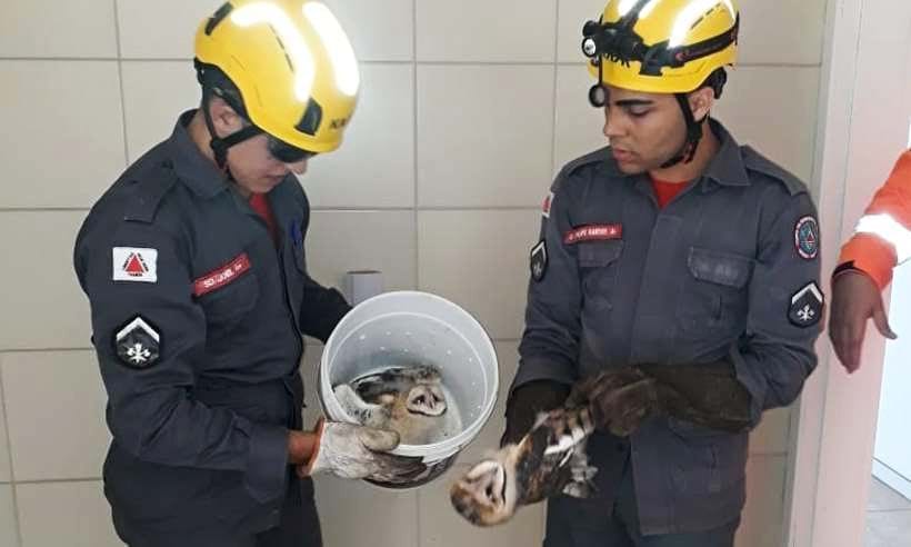 Divulgação/Corpo de Bombeiros