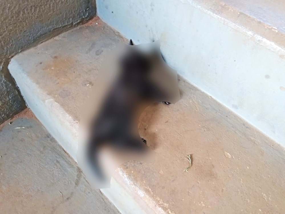 Divulgação/Polícia Militar Ambiental