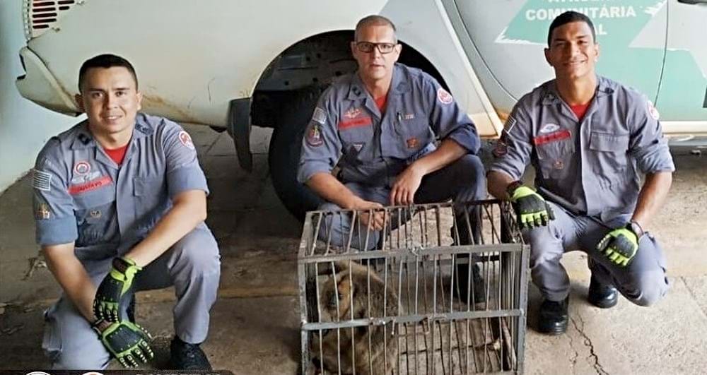 Divulgação/Corpo de Bombeiros