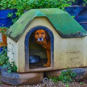 Justiça suspende remoção de casinhas de cachorro em Porto Alegre