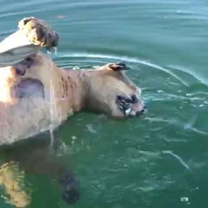 Moradores de condomínio acham onça morta em lago