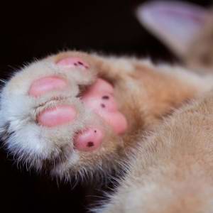 Funcionário de condomínio é detido por abandonar gato