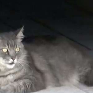 Justiça impede que gatos sem dono sejam expulsos de condomínio