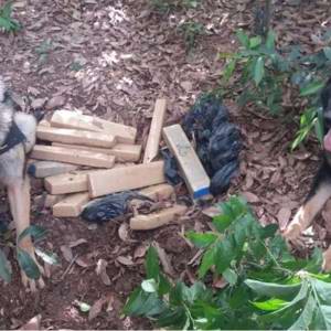 Cães da PM encontram 20 tijolos de maconha em condomínio