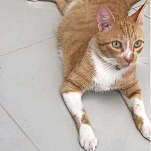 Gato desaparece e dona entra em tubulação de condomínio para salvá-lo