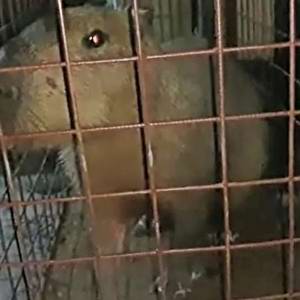 Capivara é encontrada nadando em piscina dentro de condomínio