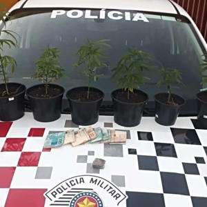 Mulher é presa ao colocar pés de maconha para tomar sol em janela de apartamento