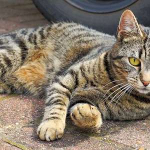 Moradora denuncia morte de gatos por envenenamento em condomínio