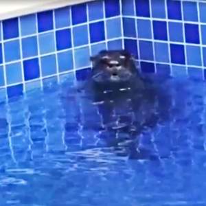 Ariranha é encontrada dentro de piscina em condomínio