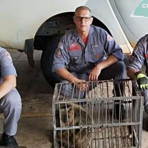 Após escalar prédio, macaco é devolvido à natureza