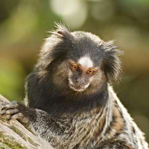 Ao menos 14 macacos são encontrados mortos em condomínio