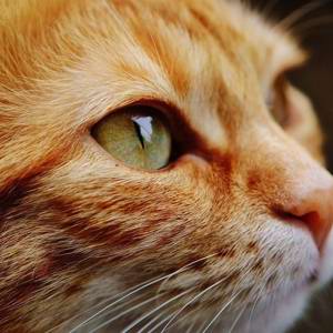 Avó pendura neto para salvar gato de estimação na China