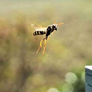 Idosa se desequilibra, cai do terceiro andar e morre