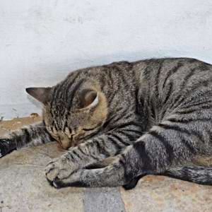 Gatos morrem em condomínio e moradores suspeitam de envenenamento