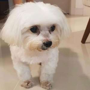 Cachorro morre e mulher fica ferida após ataque de capivaras 