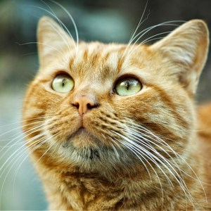Gatos são encontrados mortos em condomínio do Rio de Janeiro