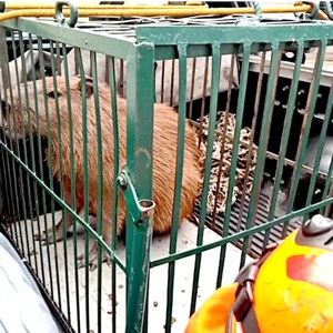 Capivara ocupa prédio comercial em São José dos Campos