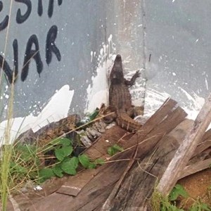 Jacaré é resgatado dentro de condomínio em Salvador