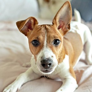 Pets devem acompanhar tutores em caso de isolamento domiciliar