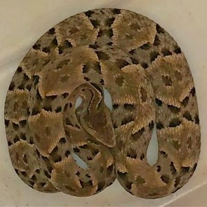 Jararaca é encontrada em saguão de prédio em Brasília