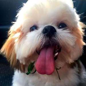 Cachorro morre atropelado em condomínio em Cuiabá e dona registra BO