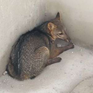 Raposa é resgatada dentro de condomínio em construção na Bahia
