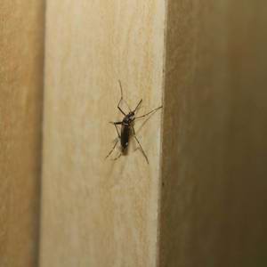 Saiba como evitar a dengue nas áreas externas do condomínio