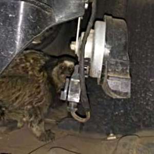 Mico fica preso em motor de carro dentro de condomínio