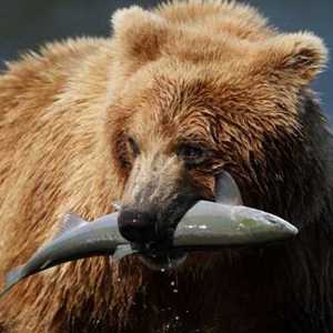 Alaska Seafood: Traz pioneirismo, sustentabilidade e salmão selvagem das águas geladas do Pacífico