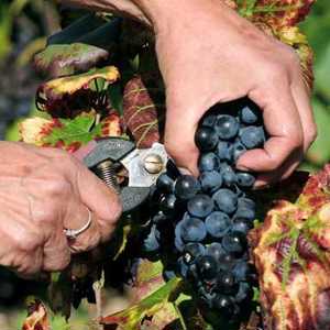 É tempo de Beaujolais Nouveau 2016