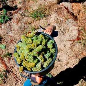 São Paulo e Rio de Janeiro servem de cenário para Grande Prova Anual de vinhos do Tejo 2016