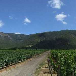 Emiliana se destaca como a melhor vinícola orgânica de 2015 pela Wines of Chile