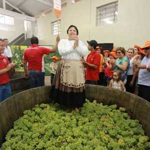 Philosophia: Em plena vindima e pisa das uvas a Vinícola Góes brinda seu Cabernet Franc 2014