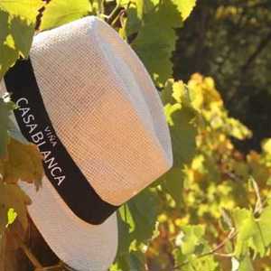 O frescor costeiro da Viña Casa Blanca