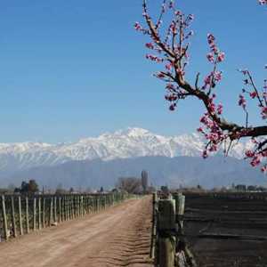 Vinícola Spielmann Estates: Os Tintos de Rodolfo Spielmann