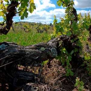 Chico Carreiro: Importadora carioca lança vinhos lusitanos da Vinícola Dona Berta