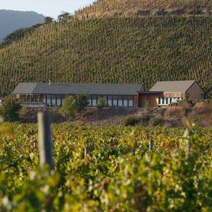 Especial Chile: A supremacia da variedade Syrah do produtor Quinta de Maipo