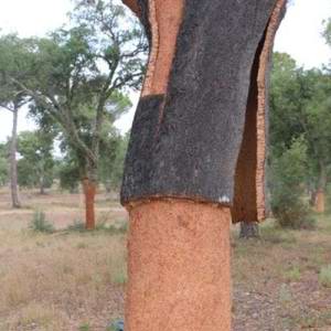 Especial Portugal: O Grand Cru lusitano da cortiça na Europa