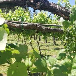 Especial Portugal: O Vinho Verde ganhando mais espaço no Brasil