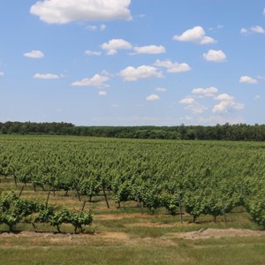 O grandioso Establecimiento Juanicó e Familia Deicas