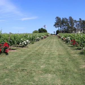A sublimidade das marcas Antigua Bodega Stagnari e Familia Traversa