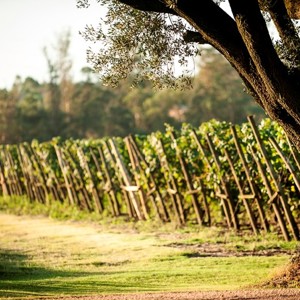  Os vinhos e os bosques da Viña Varela Zarranz