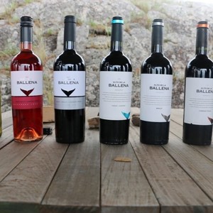 A influência marítima da vinícola boutique Alto de la Ballena