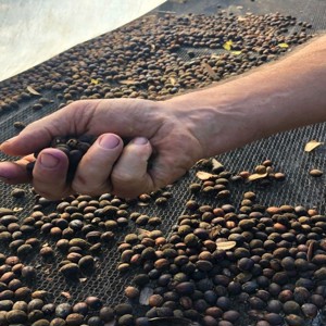 Livro sobre café brasileiro ganha apoio pela internet