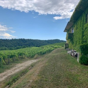 Os adoráveis friulanos da Tenuta Malucelli