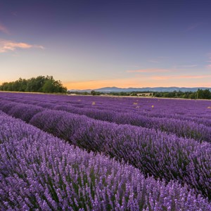 Young Living propõem viagem em seus campos de lavanda