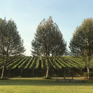 São Roque é cenário da 1ª edição do BrindaSP