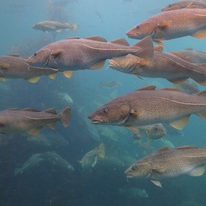 Especial Noruega: Seus peixes e a sua perfeição nórdica