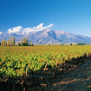 Concha Y Toro lança Marques de Casa Concha Heritage 2020