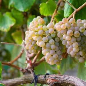 Os adoráveis Vinhos Verdes estão no Brasil